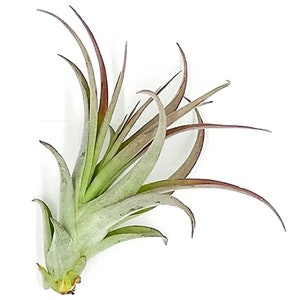 ragnaroc Air Plants - Tillandsia Brachycaulos Multiflora, Jumbo 5-7&quot; - Live Arrival Guaranteed - House Plants for Home Decor & Gift