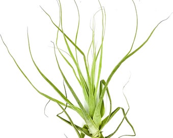 ragnaroc Air Plants - Tillandsia Straminea Jumbo 6-9" - Live Arrival Guaranteed - House Plants for Home Decor & Gift
