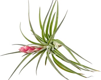 ragnaroc Air Plants - Tillandsia Hybrid No. 1, Large 5-7" - Live Arrival Guaranteed - House Plants for Home Decor & Gift