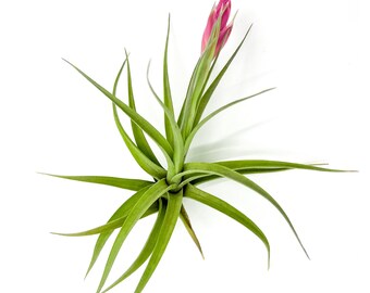 ragnaroc Air Plants - Flowering Tillandsia Aeranthos, Large 3-5" - Live Arrival Guaranteed - House Plants for Home Decor & Gift