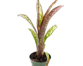 ragnaroc Live Plants – Potted Bromeliad Billbergia  - 1ct - Live Arrival Guaranteed - House Plants for Home Decor & Gift