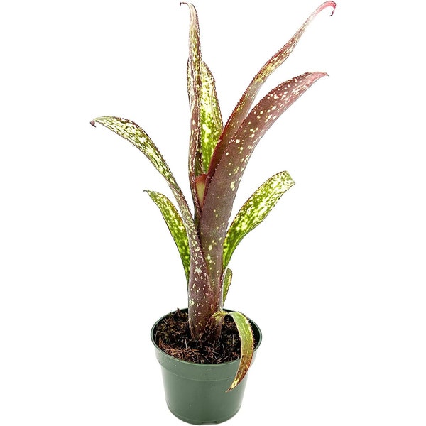 ragnaroc Live Plants – Potted Bromeliad Billbergia  - 1ct - Live Arrival Guaranteed - House Plants for Home Decor & Gift