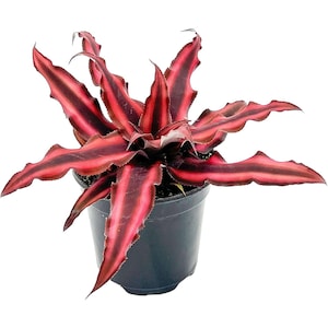 ragnaroc Live Plants Cryptanthus, Jumbo 4-8 in 4-5 Pot 1ct Live Arrival Guaranteed House Plants for Home Decor & Gift Red Star