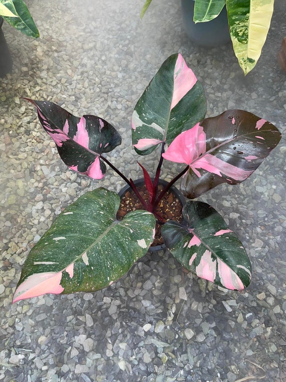Philodendron Pink Princess Marble King Free Phyto - Etsy