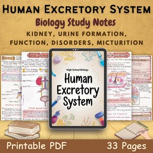 Notatki do nauki biologii układu wydalniczego człowieka w formacie PDF | Nerki | Nefrony | Układ moczowo-nerkowy | Uczniowie i nauczyciele biologii w szkole średniej