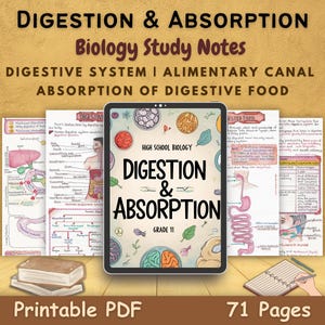 L'apparato digerente umano / Digestione e assorbimento del cibo / Guide allo studio per studenti / Appunti di studio per le scuole superiori / Anatomia e fisiologia