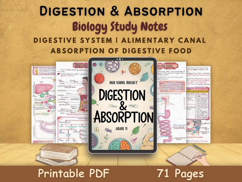 The Human Digestive System | Digestion and Absorption of Food | Student ...