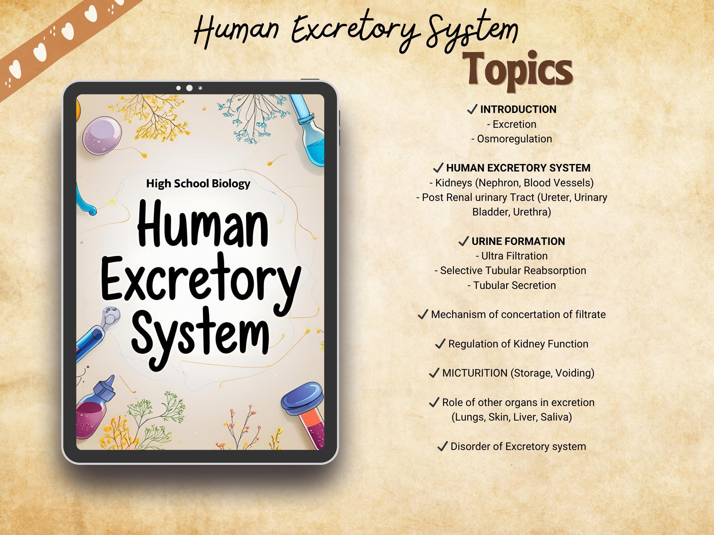 Human Excretory System Biology Study Notes PDF | Kidneys | Nephrons ...