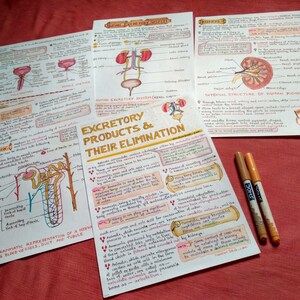 Human Excretory System Biology Study Notes PDF | Kidneys | Nephrons ...