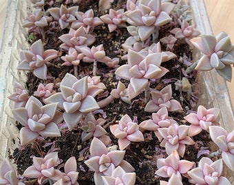 Graptopetalum Paraguayense (spookplant) succulent/vetplanten