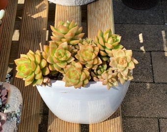 Pianta grassa rara: Sedum Golden Glow con radici, piccole piante/foglie