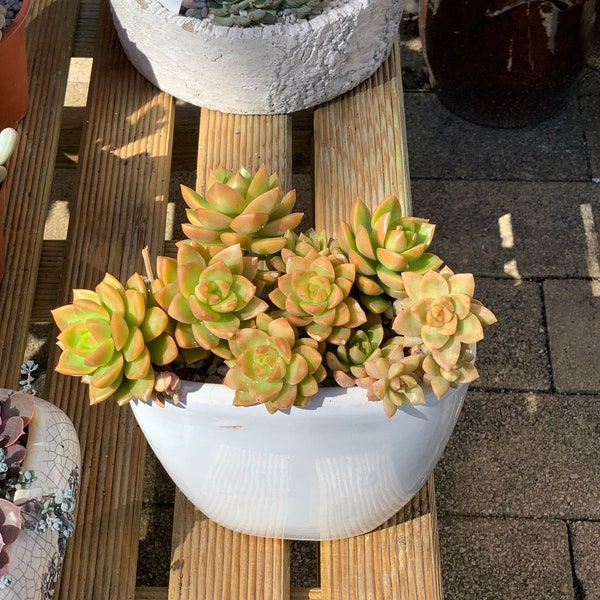 Rare Succulent: Sedum Golden Glow with roots small plant/leaves