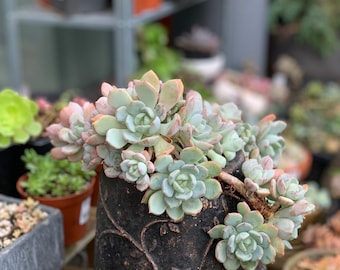 Succulent Koreaans: Graptoveria A Grim One/ vetplanten/stek/bladeren