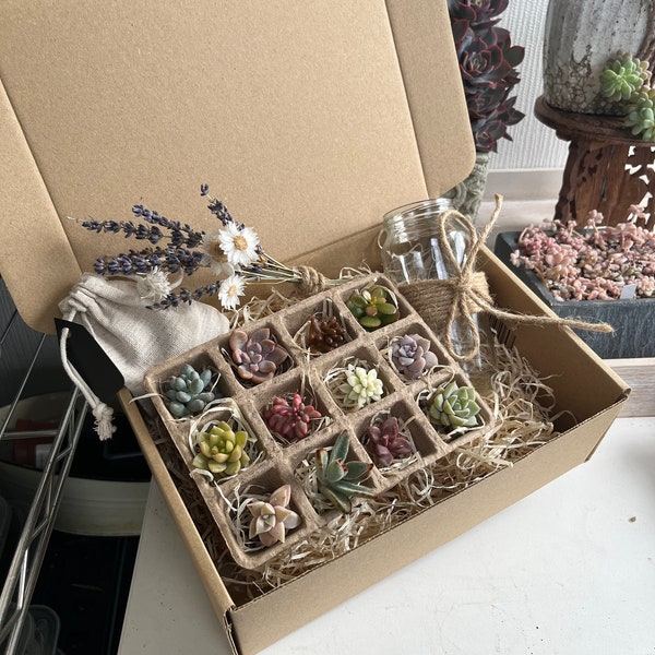 Gift set of colourful and rare (Korean) succulents 12, 9 or 6 plants including scent bag of Lavender and a cute bouquet of dried flowers