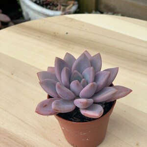 Op de afbeelding: Een kleine, gepotte succulent met vlezige, paarse bladeren die in een rozet zijn gerangschikt. De plant staat in een bruine plastic pot.