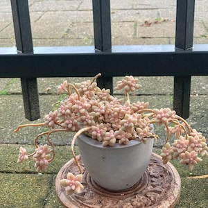 Succulente rara: Graptopetalum Mirinae/ talea/foglie/ vetplanten immagine 1