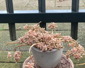 Suculenta rara: Graptopetalum Mirinae/ corte/hojas/ vetplanten