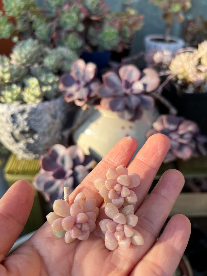 Succulente rara: Graptopetalum Mirinae/ talea/foglie/ vetplanten immagine 6