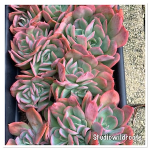 Könnte beinhalten: Nahaufnahme einer Gruppe von Sukkulenten in einem schwarzen Topf. Die Sukkulenten sind eine Mischung aus grünen und rosafarbenen Farbtönen, wobei einige Blätter einen rötlichen Farbton haben. Die Pflanzen sind in einer Gruppe angeordnet, wobei sich die Blätter überlappen. Der Text "Studiowildroots" ist in der unteren rechten Ecke des Bildes sichtbar.