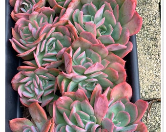 Echeveria Luella Succulente coreana/ vetplanten