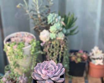 Graptoveria Spirit of 76/ succulent/ vetplanten/bladeren