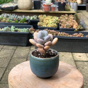 Suckulent: Pachyphytum oiferum roseum (rosa månsten)/vetplanten/blad