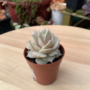 Echeveria Lola suculenta/vetplanten