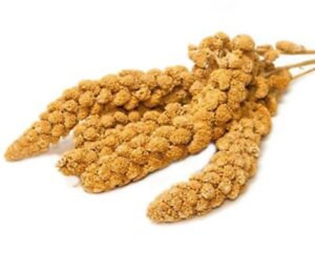 Millet Sprays Seeds for Birds Budgies Finches Canaries Yellow Millet