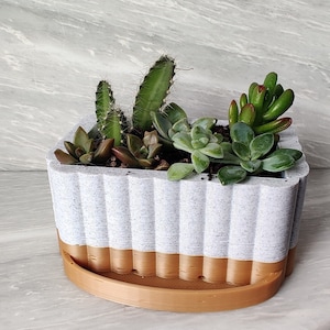 May include: A white planter with a gold rim and a ribbed texture, filled with a variety of succulents, including cactus, echeveria, and sedum.