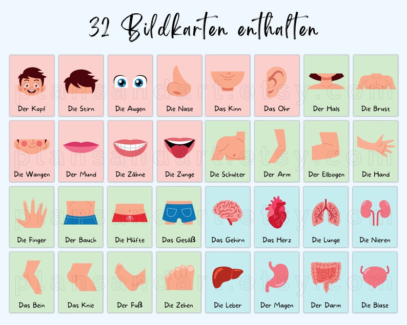 May include: A set of 32 illustrated flashcards in German, featuring various parts of the human body. Each card shows a colourful illustration of a body part, such as the head, eyes, nose, mouth, teeth, tongue, shoulders, arms, elbows, hands, fingers, stomach, hips, buttocks, brain, heart, lungs, kidneys, legs, knees, feet, toes, liver, stomach, intestines, and bladder. The German name for each body part is written below the illustration.