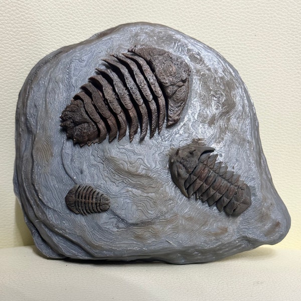 Trilobite prehistoric fossil 3 set