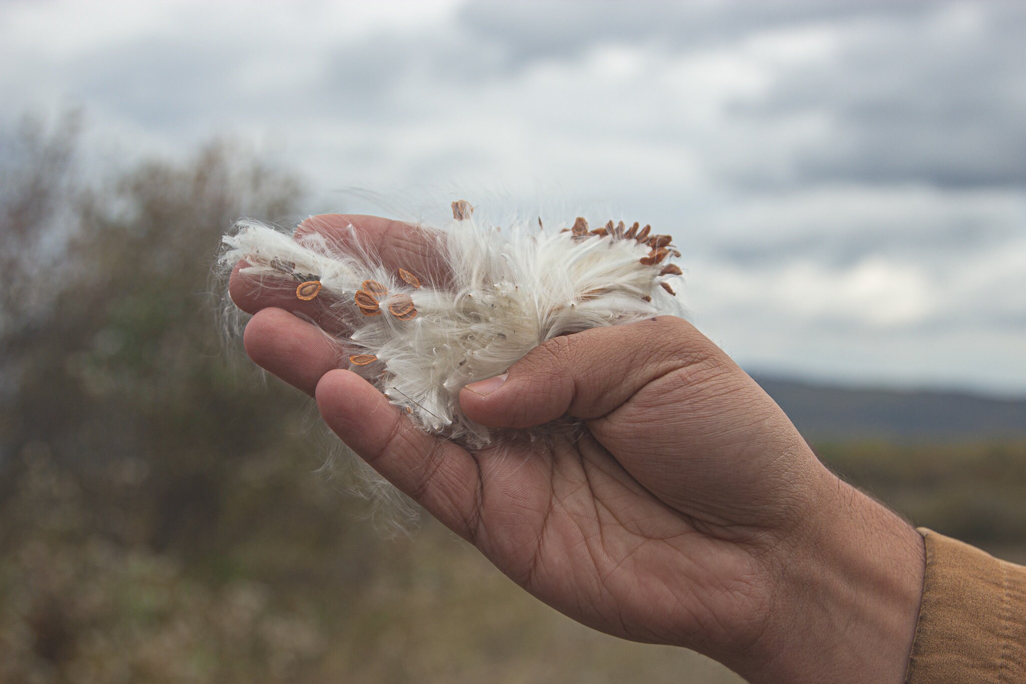 Pure Organic Milkweed Floss Etsy
