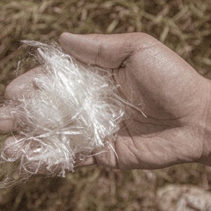 May include: A hand holding a clump of white, thin, fibrous material. The material is similar to cotton or wool.