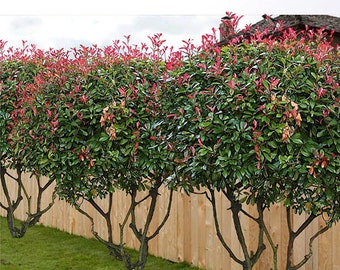 4 Live Red Tip Photinia Shrub - 4" Potted Shrubs