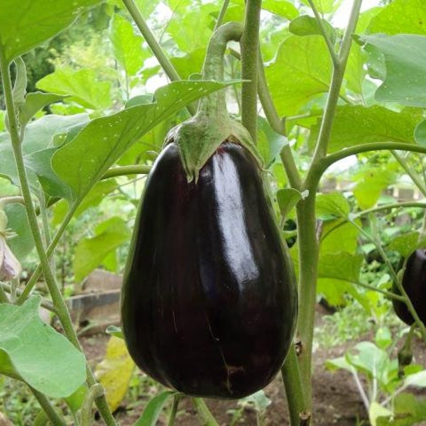 Eggplant Black Etsy