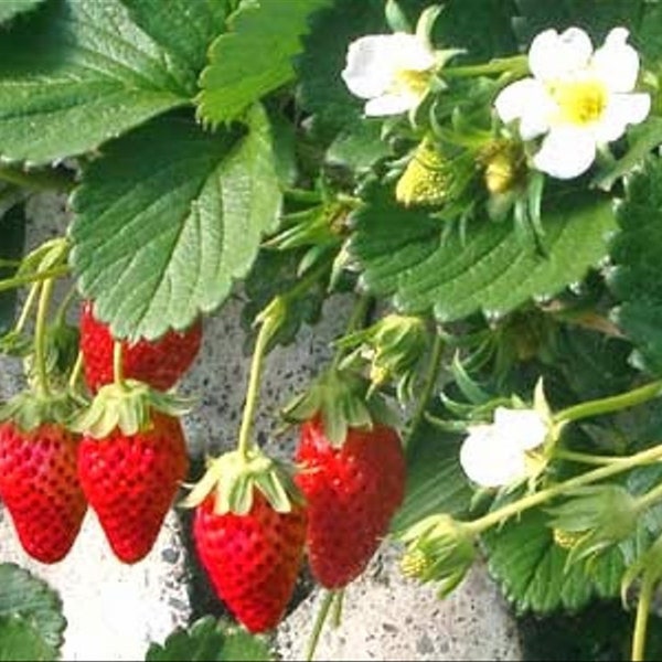 Alpine Everbearing Alexandria Strawberry - 4 Plants 2.5" Pots