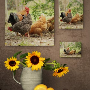 Printable Photo of Chickens and Rooster, Hens, Farm Photo, Country ...