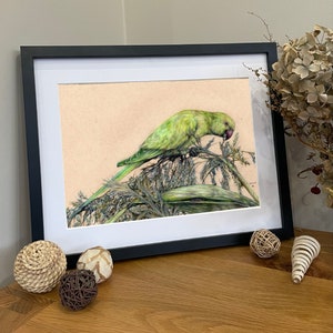 Premium Coloured Pencil Parrot Portrait | Josh_Harris_Illustration Original Artwork/Prints/ Merchandise | Animal Gift | Wildlife Present