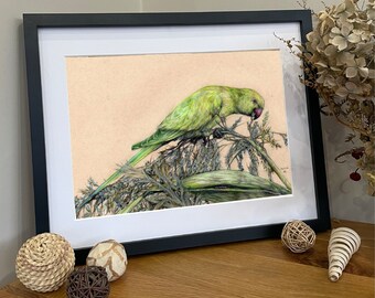 Premium Coloured Pencil Parrot Portrait | Josh_Harris_Illustration Original Artwork/Prints/ Merchandise | Animal Gift | Wildlife Present