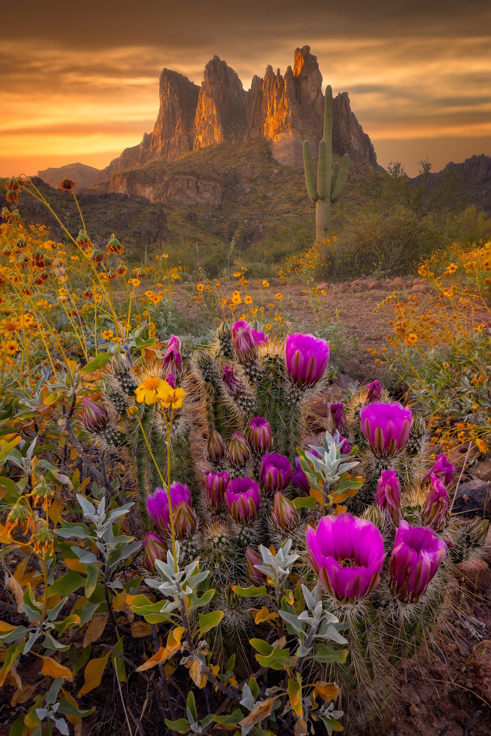 Desert Bloom - Etsy