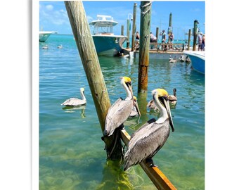 Pelicans in The Florida Keys