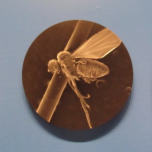 Under the Microscope at the Natural History Museum