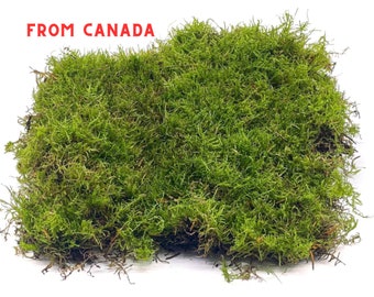 Sheet Moss Fresh Live Fern Moss Live Moss Canada Mousse pour tapis Mousse vivante pour terrarium Fresh Moss Vert sain pour les jardinières Mousse sauvage biologique