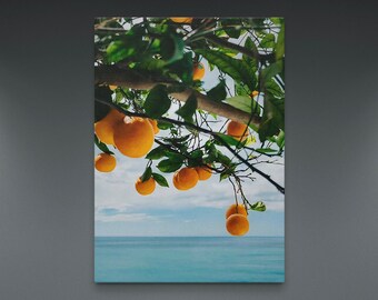 May include: A close-up of a tree branch laden with ripe orange citrus fruit. The oranges are hanging from the branches against a backdrop of a blue sky and ocean.