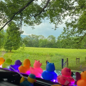 Duckwood LED , the Original LED duck bar