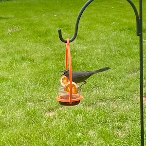 Oriole Jelly Bird Feeder