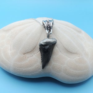 Fossilized Shark Tooth Necklace