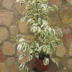May include: A potted ficus plant with variegated green and white leaves. The plant is in a brown plastic pot and supported by a green stake. The plant sits on a small, round, rusty metal table against a stone wall.