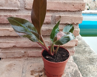 Philodendron impérial rouge variegata