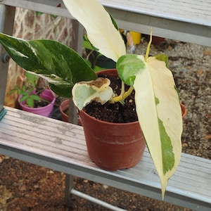 Epipremnum Pinnatum Albo Variegato
